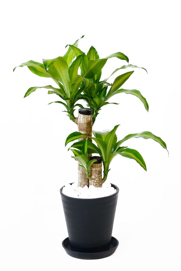 1344円 超歓迎 観葉植物 幸福の木6号鉢 高さ約60-75cmドラセナ マッサンゲアナ