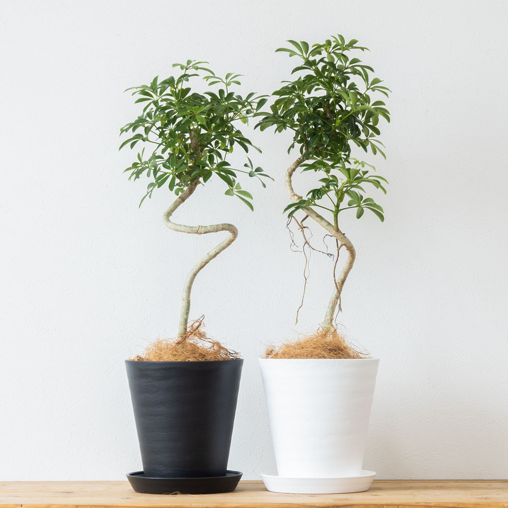 観葉植物 本物 シェフレラ コンパクタ 曲がり樹形 セラアート鉢 6号鉢