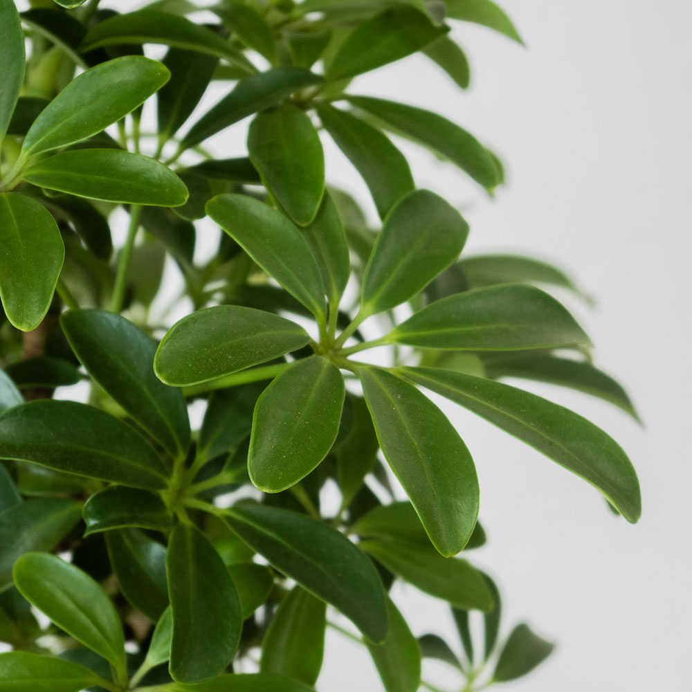 【値下げ早いもの勝ち！】オシャレな観葉植物をお探しの方へ⋰シェフレラ・コンパクタ⋰曲がり樹形 おしゃれ 観葉植物：シェフレラ コンパクタ*鉢カバー バスケット 麻布