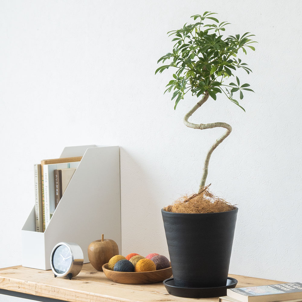 観葉植物 本物 シェフレラ コンパクタ 曲がり樹形 セラアート鉢 6号鉢