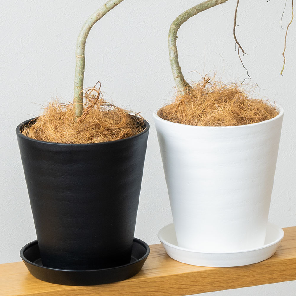 観葉植物 本物 シェフレラ コンパクタ 曲がり樹形 セラアート鉢 6号鉢