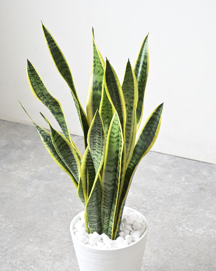 サンスベリア　観葉植物 観葉植物の専門店 彩植健美 - サンスベリア｜Yahoo!ショッピング