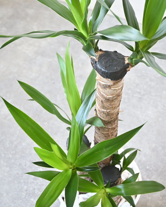 観葉植物の専門店 彩植健美 - ユッカ（青年の木）｜Yahoo!ショッピング