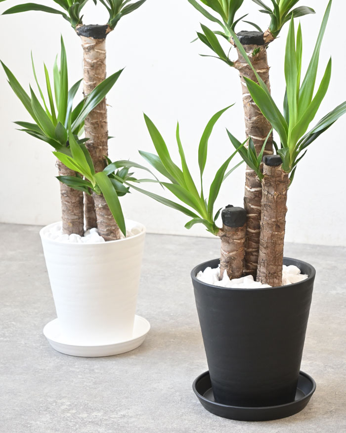 観葉植物 本物 ユッカ・エレファンティペス セラアート鉢 7号鉢 室内用