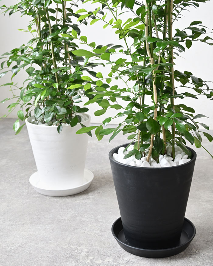 観葉植物　まだあります。シルクジャスミン曲げ　綺麗！陶器鉢付き 観葉植物 シルクジャスミン（げっきつ） 8号 リブラ モノ ブラウン