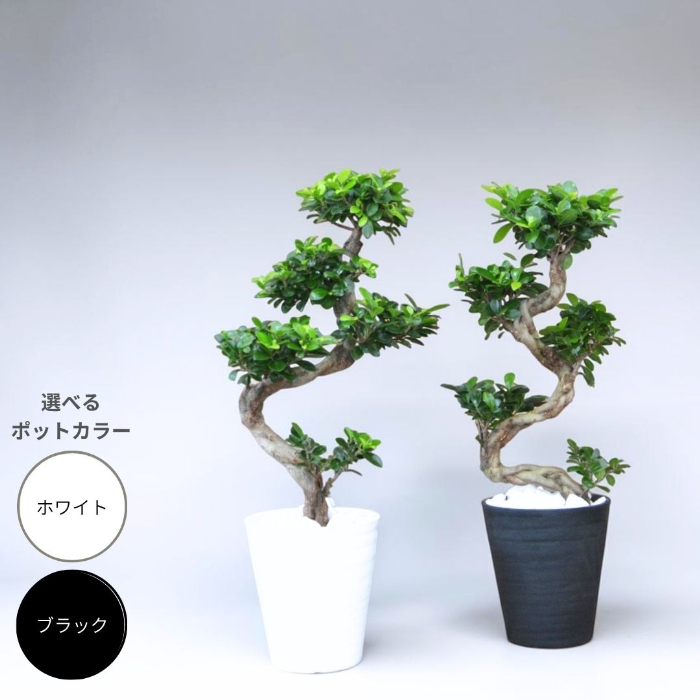ガジュマル