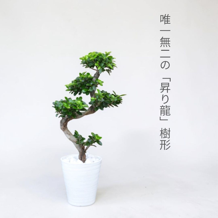 ガジュマル