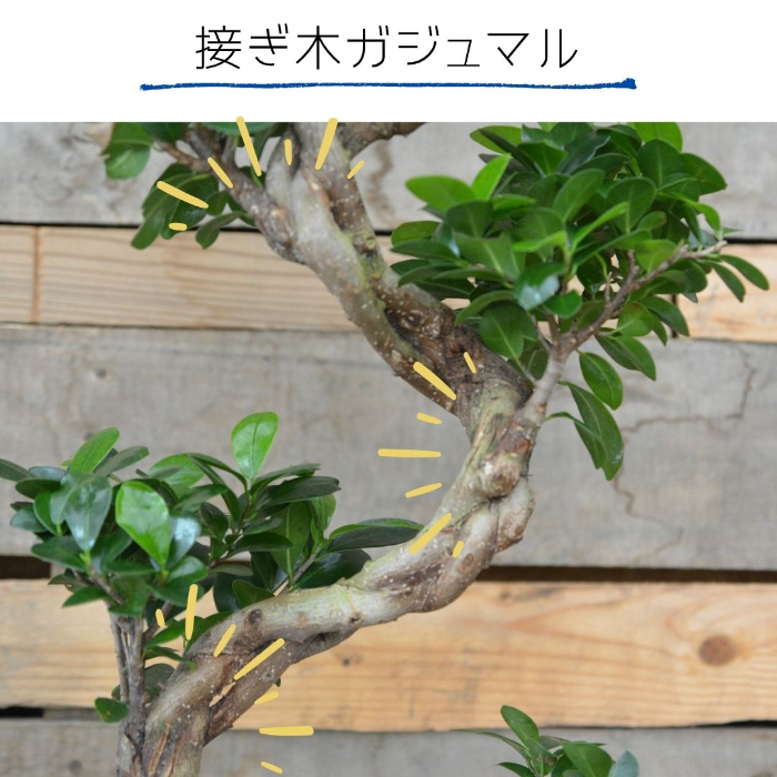 ガジュマル