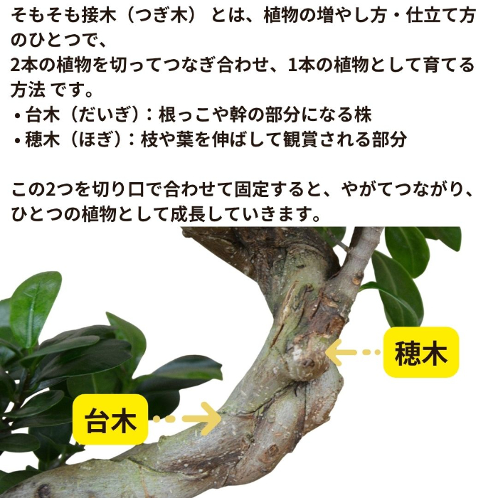 ガジュマル