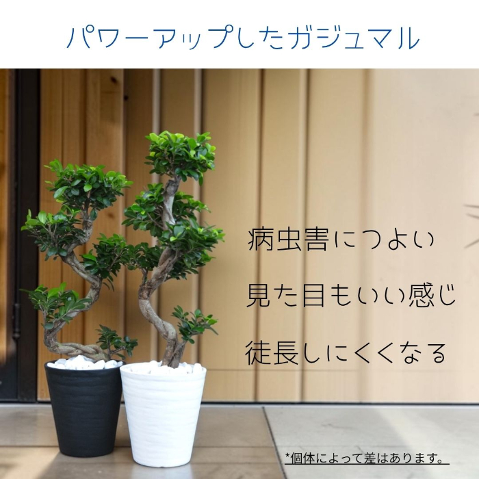 ガジュマル