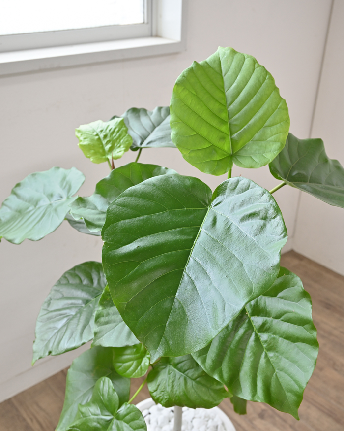観葉植物 本物 フィカス・ウンベラータ セラアート鉢 8号鉢 大型 室内