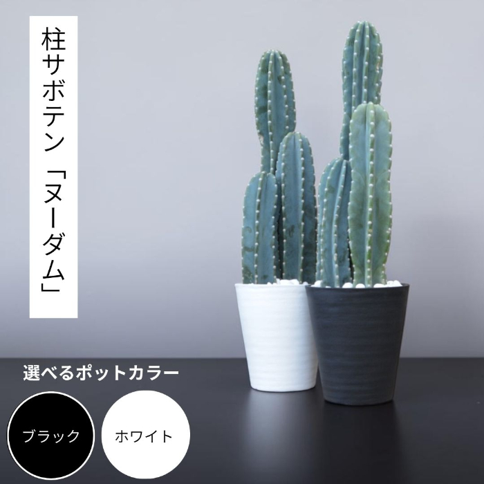 観葉植物 本物 柱サボテンヌーダムセラアート鉢 8号鉢 大型 インテリア