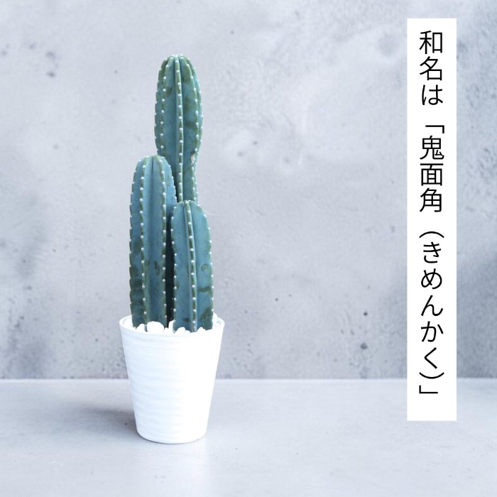 観葉植物 本物 柱サボテンヌーダムセラアート鉢 8号鉢 大型 インテリア