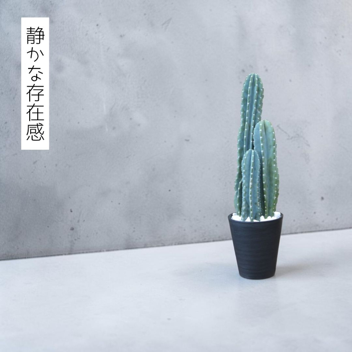 観葉植物 本物 柱サボテンヌーダムセラアート鉢 8号鉢 大型 インテリア