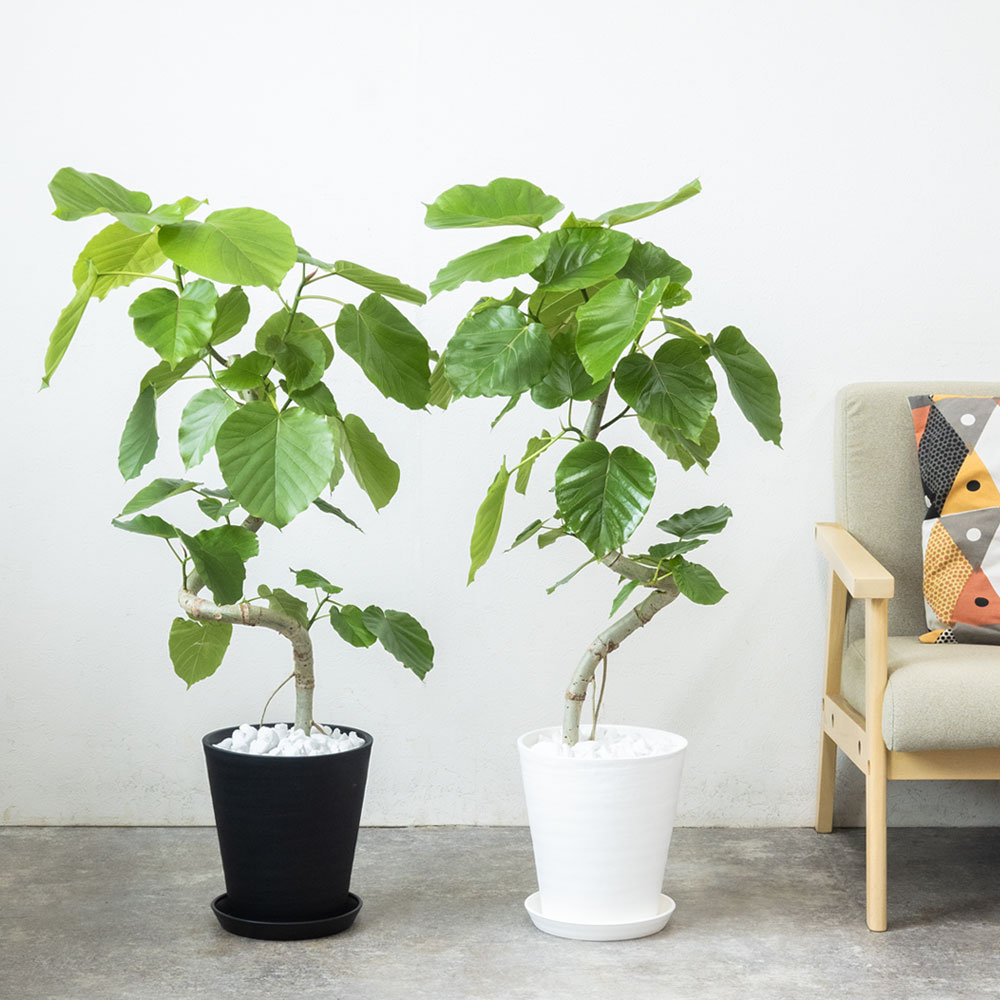 観葉植物 本物 フィカス・ウンベラータ セラアート鉢 8号鉢 曲がり樹形