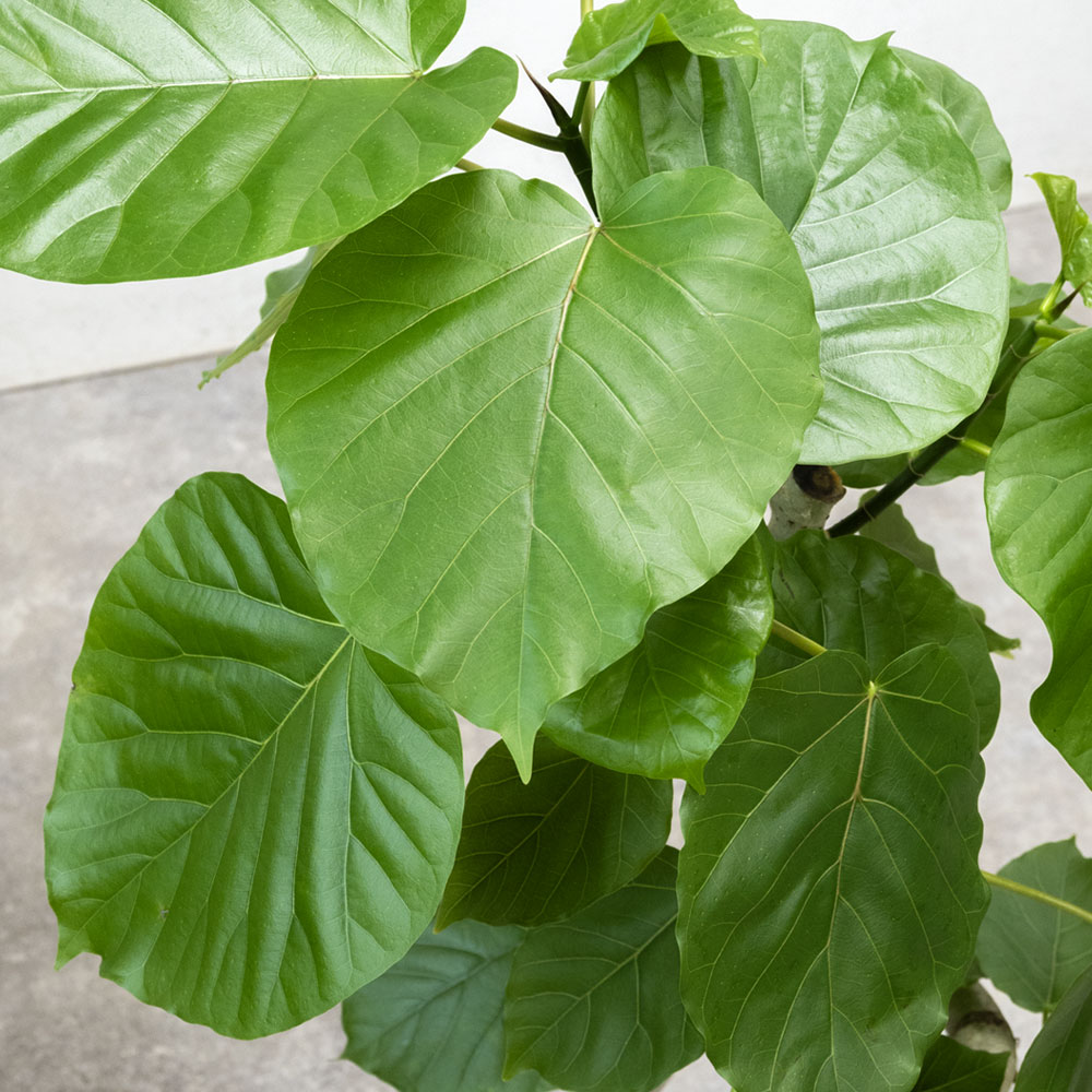 観葉植物 本物 フィカス・ウンベラータ セラアート鉢 8号鉢 観葉植物 本物 フィカス・ウンベラータ セラアート鉢 8号鉢