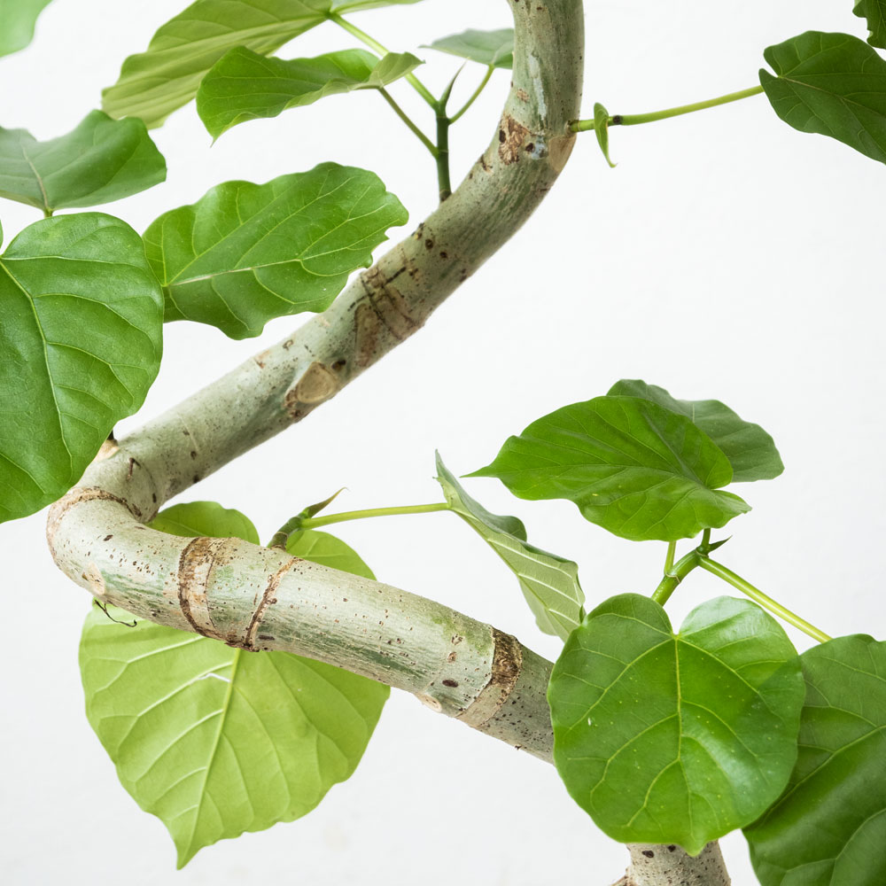 観葉植物 本物 フィカス・ウンベラータ セラアート鉢 8号鉢 観葉植物 本物 フィカス・ウンベラータ セラアート鉢 8号鉢