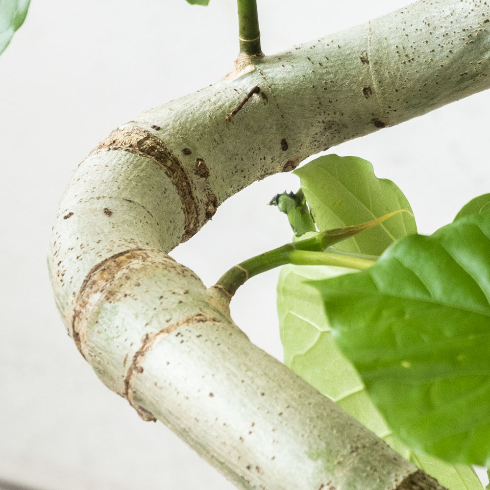 観葉植物 本物 フィカス・ウンベラータ セラアート鉢 8号鉢 観葉植物 本物 フィカス・ウンベラータ セラアート鉢 8号鉢