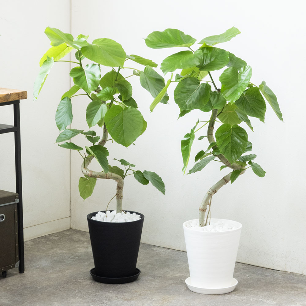 観葉植物 本物 フィカス・ウンベラータ セラアート鉢 8号鉢 曲がり樹形