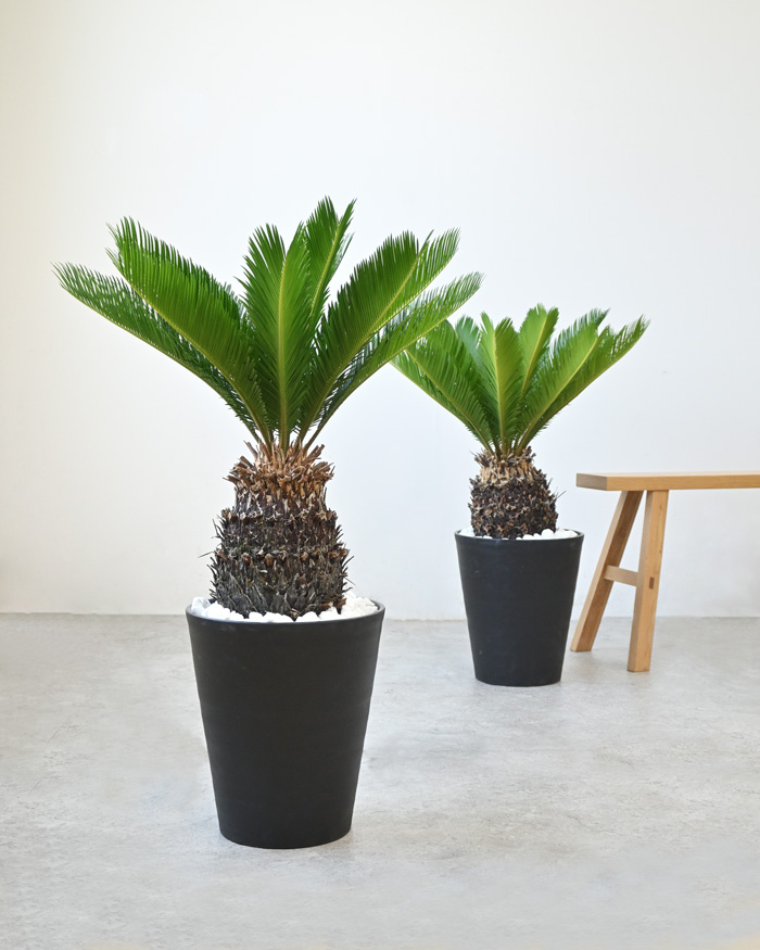 観葉植物 本物 ソテツ セラアート鉢 10号鉢 屋外用 インテリア