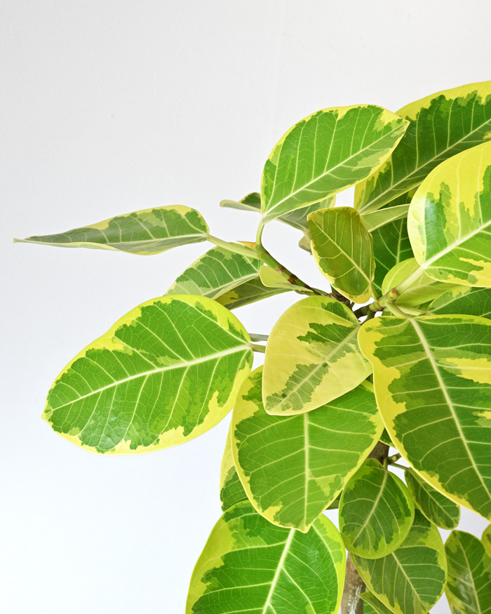 観葉植物 本物 フィカス・アルテシーマ・バリエガータ