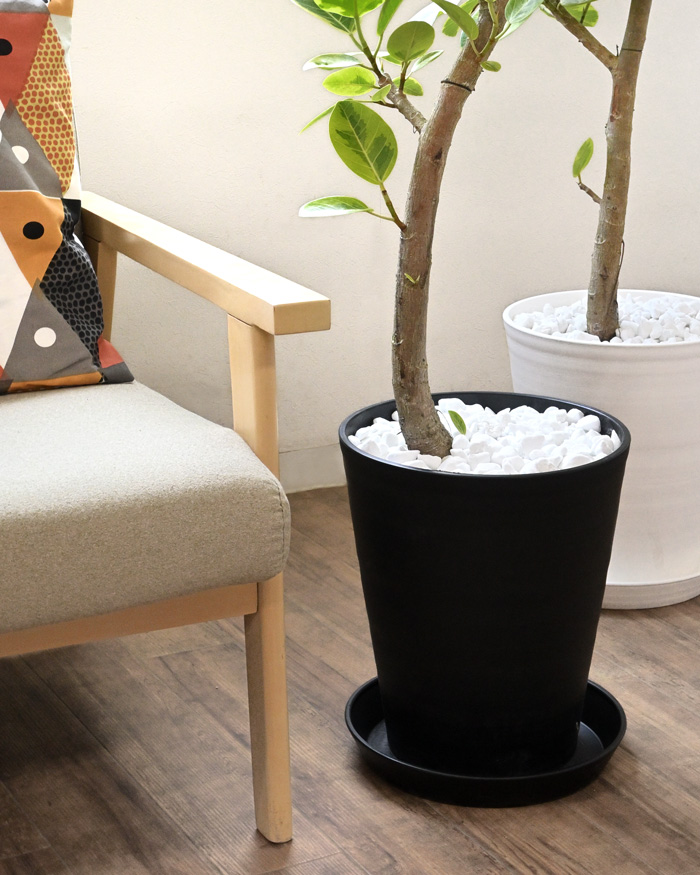 フィカス アルテシーマ 白鉢セラアート鉢　観葉植物　現物 フィカス アルテシーマ ループ仕立て アルテシマ 観葉植物