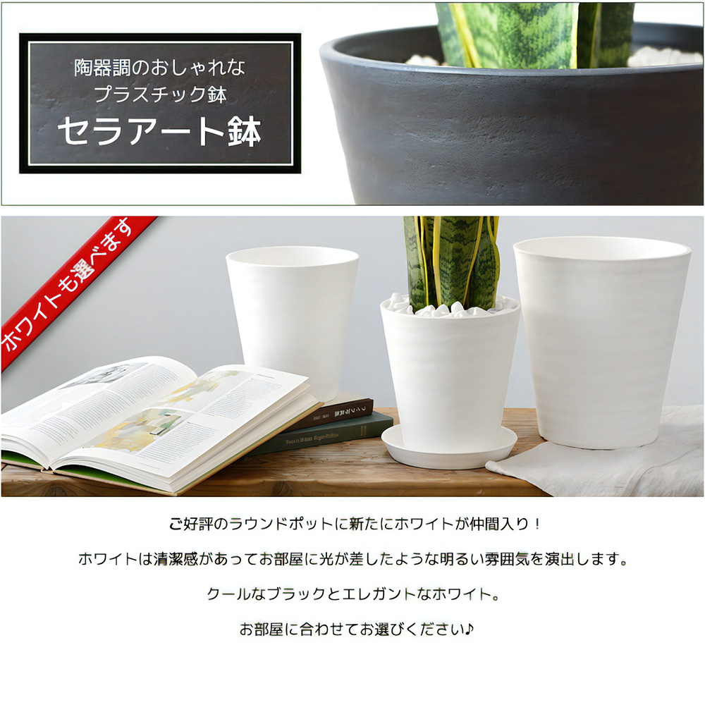 観葉植物 本物 ガジュマル 昇り竜タイプ セラ...の詳細画像4
