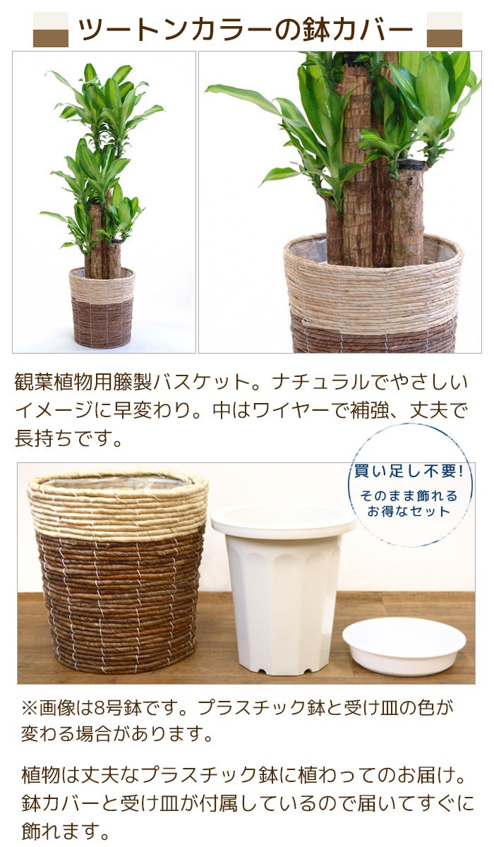 観葉植物 幸福の木 ドラセナ・マッサンゲアナ 10号 鉢カバー付き ...