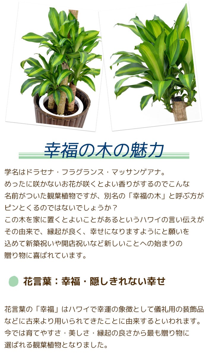 観葉植物 幸福の木 ドラセナ・マッサンゲアナ 10号 鉢カバー付き ...