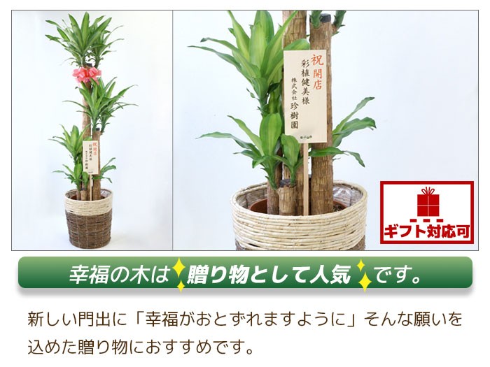 観葉植物 幸福の木 ドラセナ・マッサンゲアナ 10号 鉢カバー付き ...