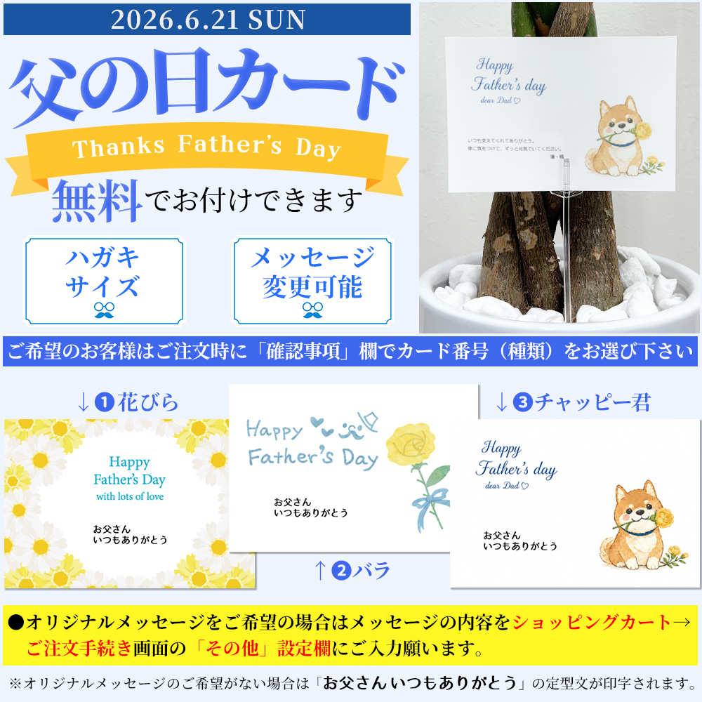 観葉植物 本物 シュロチク 棕櫚竹 10号鉢 ファイバーストーン(陶器)鉢