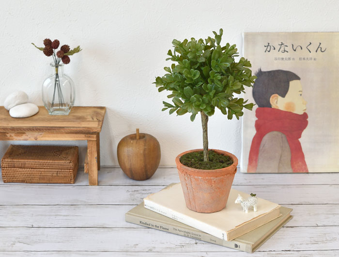 ボックスウッド 観葉植物 茶色鉢 楽天市場】トピアリー ボックスウッド（植木｜ガーデニング・農業