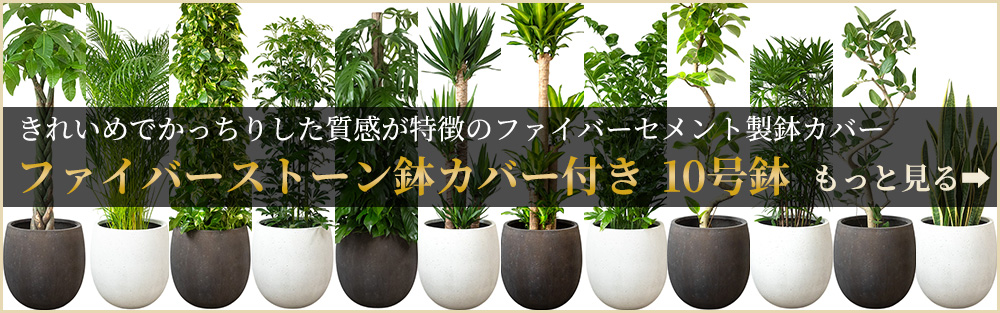 観葉植物 本物 シュロチク 棕櫚竹 10号鉢 ファイバーストーン(陶器)鉢