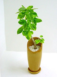フィカス アルテシーマ アルティシーマ バリエガタの育て方 観葉植物の専門店 彩植健美 通販 Yahoo ショッピング