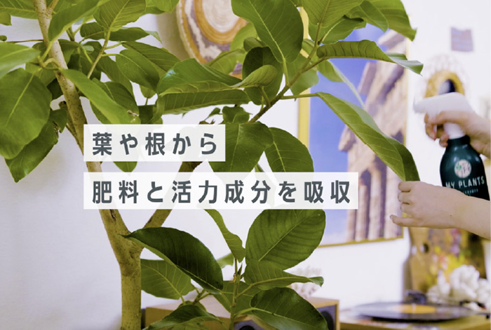 MY PLANTS すばやく元気を届けるミスト 肥料 スプレー 250ml KINCHO