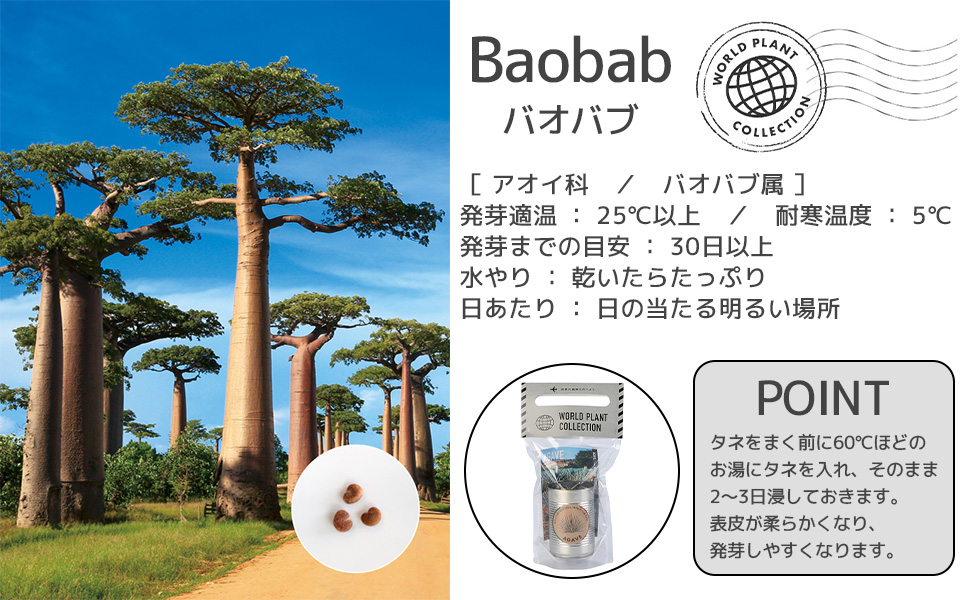 バオバブの木 コーデックス 楽天市場】コーデックス 塊根植物