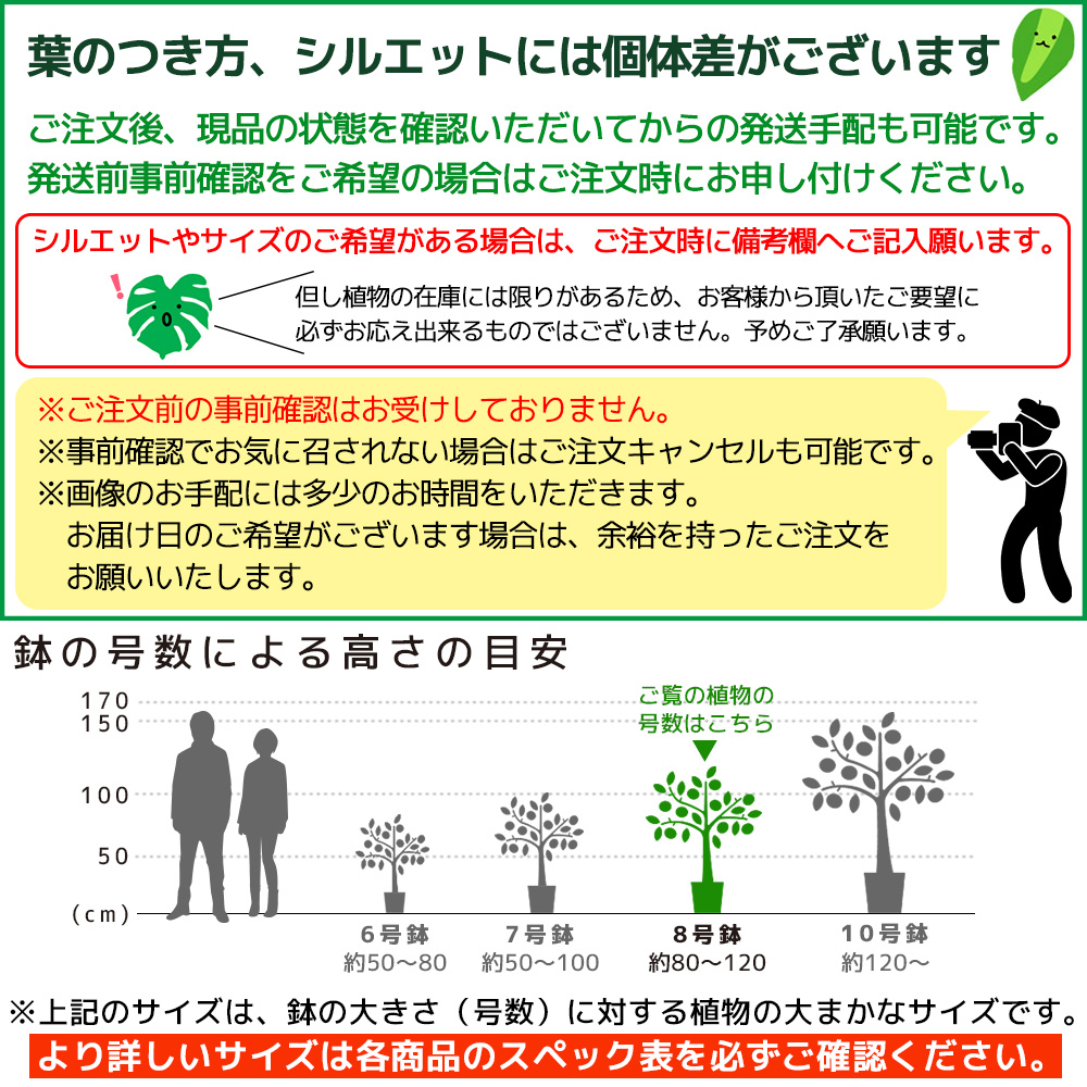 観葉植物 ベンガルボダイジュ フィカス・ベンガレンシス 8号鉢 曲がり