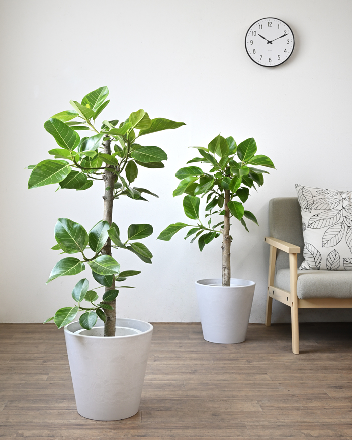 観葉植物 本物 フィカス・アルテシーマ・バリエガタ 直幹 8号鉢 