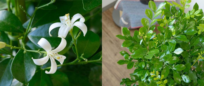 観葉植物の専門店 彩植健美 - ゲッキツ（シルクジャスミン）｜Yahoo