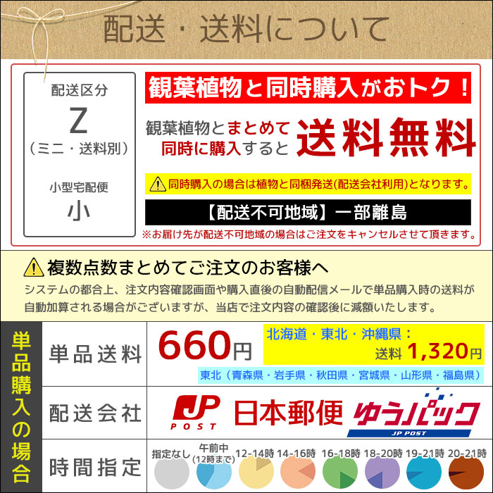 水さし（大） 1L あると便利な目盛りつき 水差し :g013001:観葉植物の専門店 彩植健美 - 通販 - Yahoo!ショッピング