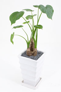 ヒメクワズイモの育て方 観葉植物の専門店 彩植健美 通販 Yahoo ショッピング