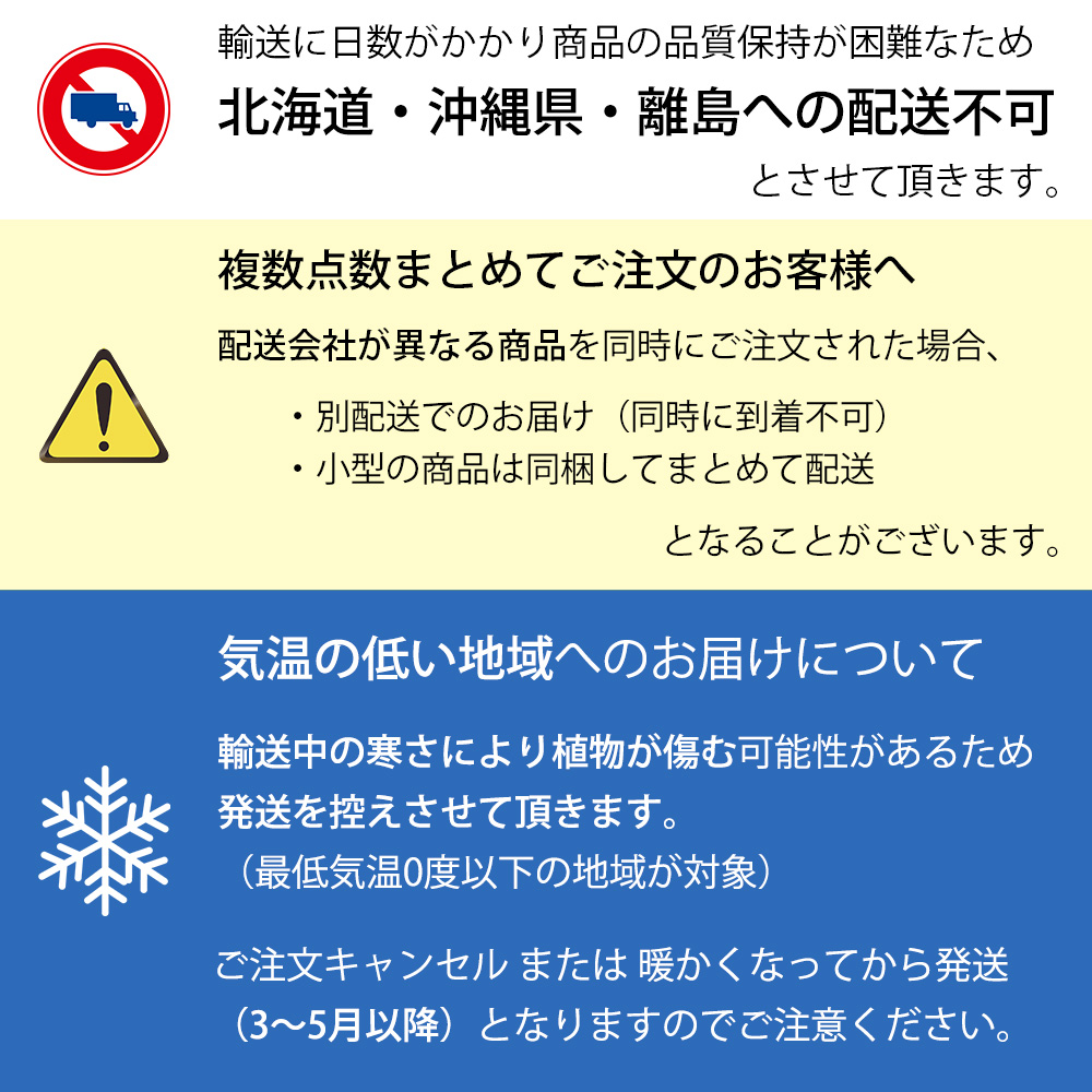 通販なら 観葉植物 シュロチク 10号鉢 鉢カバー 付き セット 大型 棕櫚竹 通販 人気 背が高い 日陰に強い 玄関 和室 和風モダン