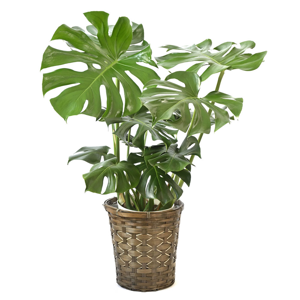 キャラメルブラウン