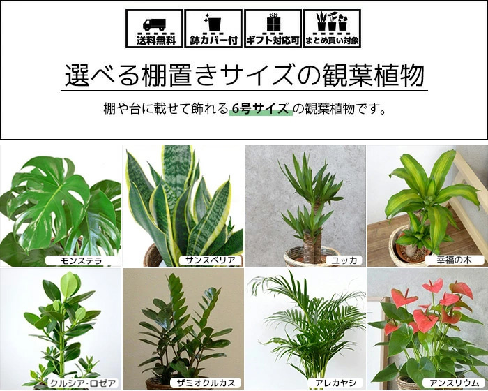 選べる6号観葉植物