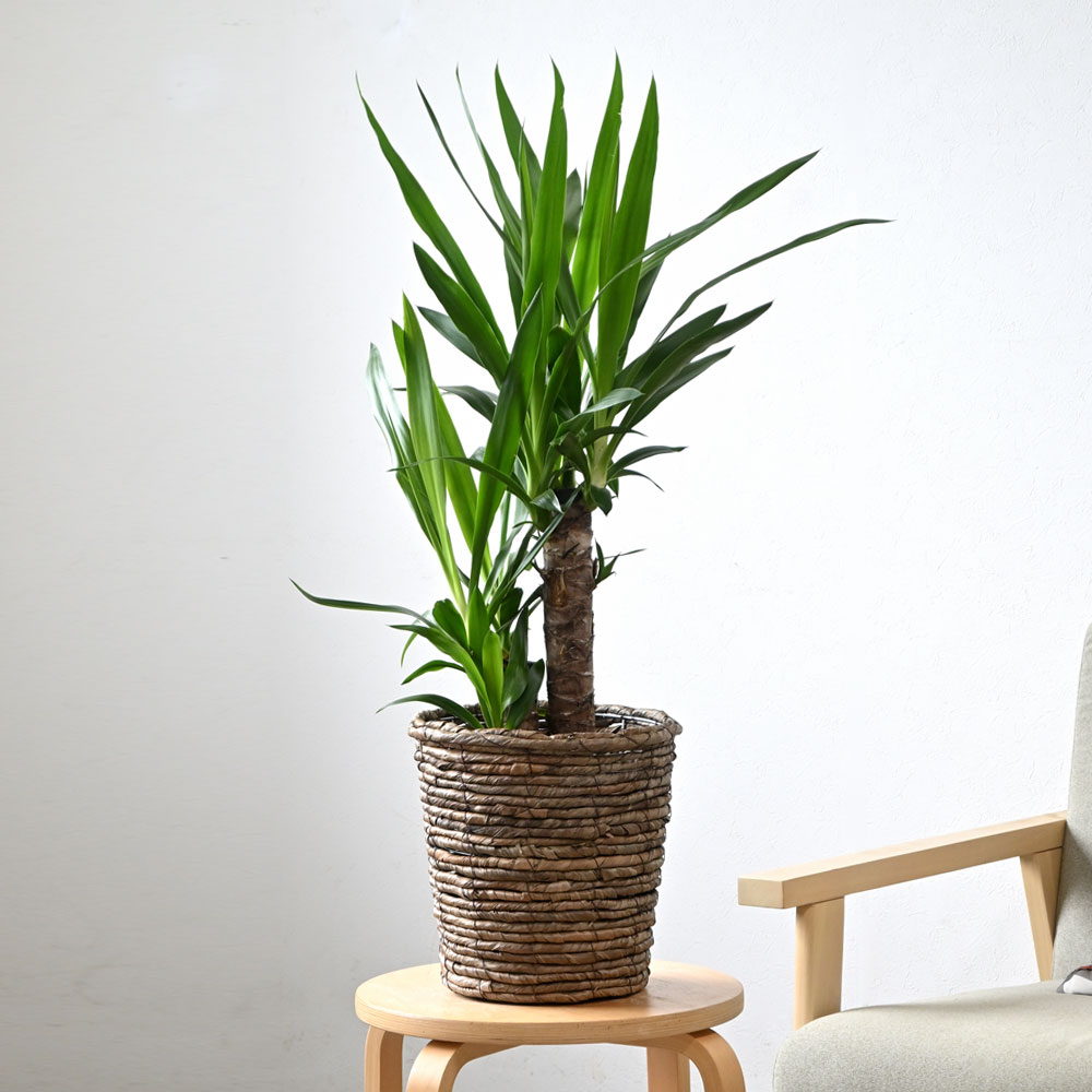 観葉植物 本物 ユッカ・エレファンティペス 6号鉢 ブラウン鉢カバー