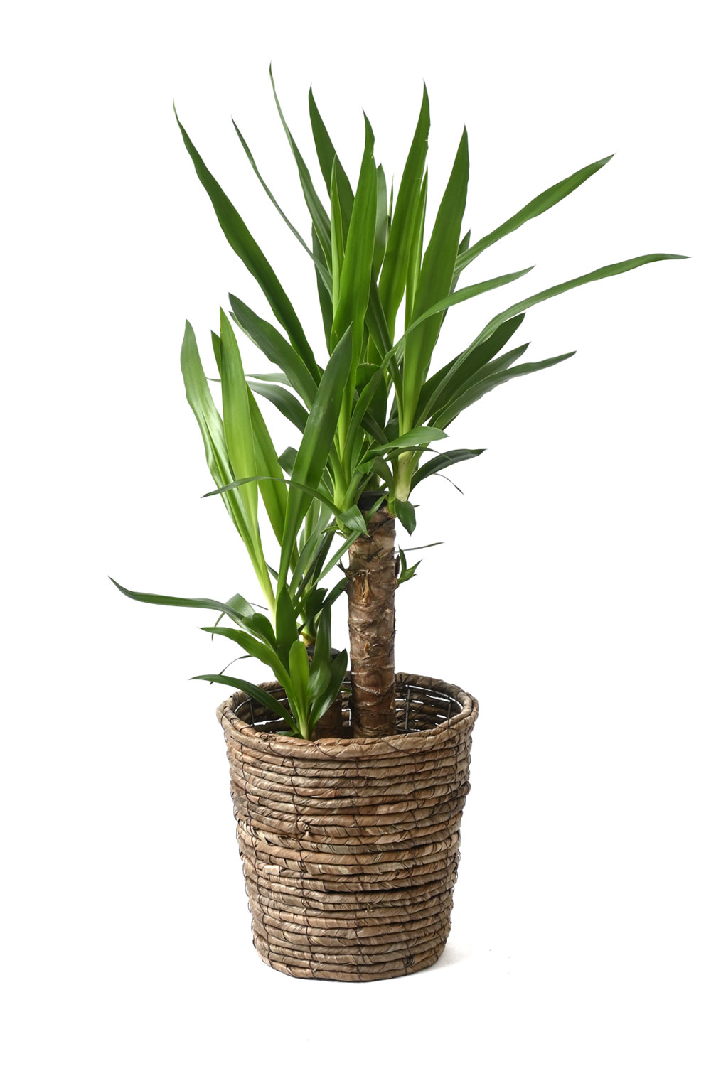 観葉植物 本物 ユッカ・エレファンティペス 6号鉢 ブラウン鉢カバー