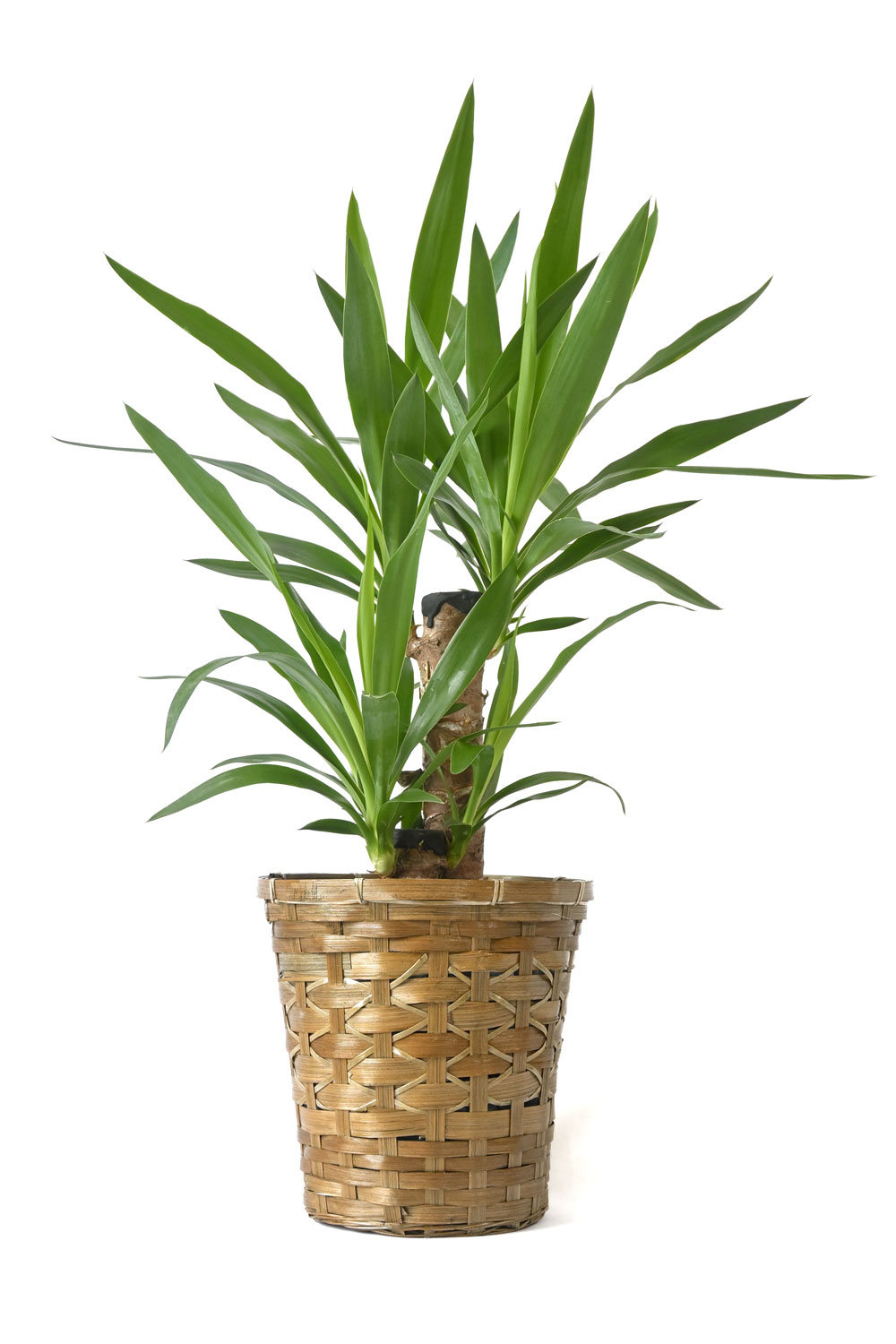 植物/ゆまに書房/スティ-ヴ・パ-カ-（大型本） 中・大型植物(80cm~220cm) | 【観葉植物・鉢】MIDORI DOUMEI 翠
