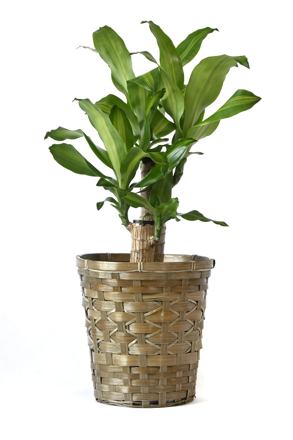 観葉植物 幸福の木 ドラセナ・マッサンゲアナ 6号 3種類から選べる鉢 