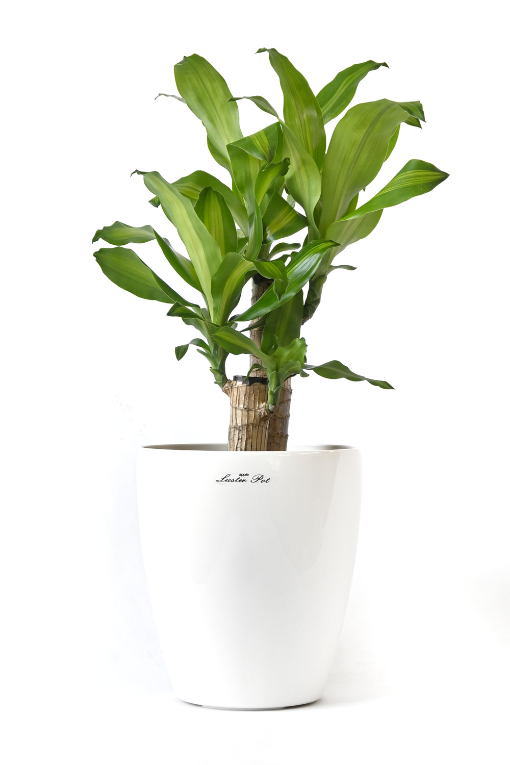 観葉植物 約1メートル 白い鉢　幸福の木　ドラセナ、マッサンゲアナ 観葉植物 本物 幸福の木 ドラセナ・マッサンゲアナ 6号 3種類から