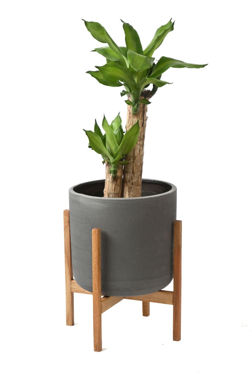 観葉植物 本物 幸福の木 ドラセナ・マッサンゲアナ 6号 ブラウン鉢